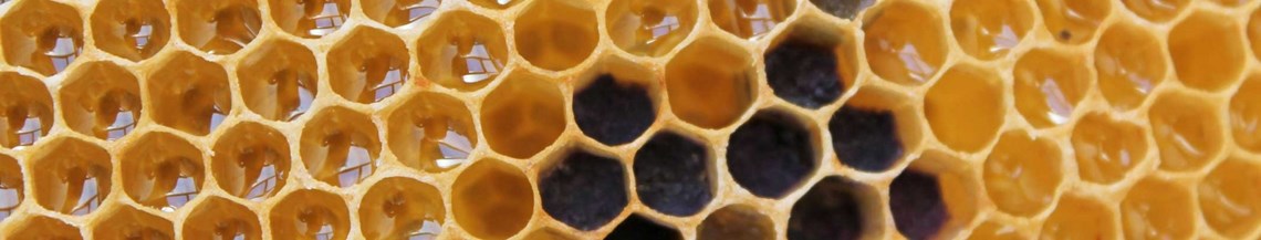 WABe e.V. Diakonisches Netzwerk Aachen