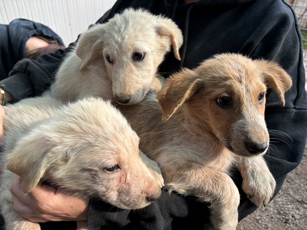 WHY NOT Association gUG (haftungsbeschränkt)