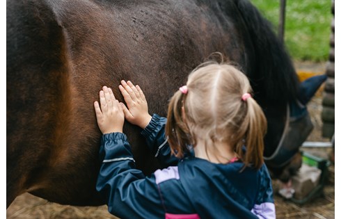 Bild zu Hilfe für unser Therapiepferd Elli
