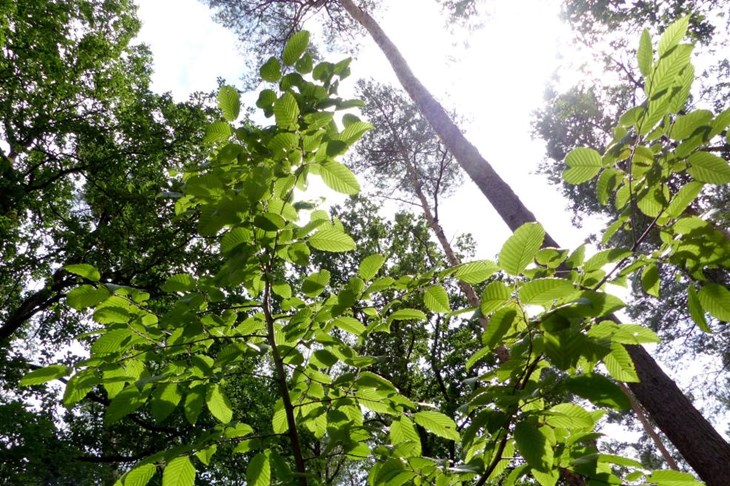 Wald 1.1 gemeinnützige GmbH