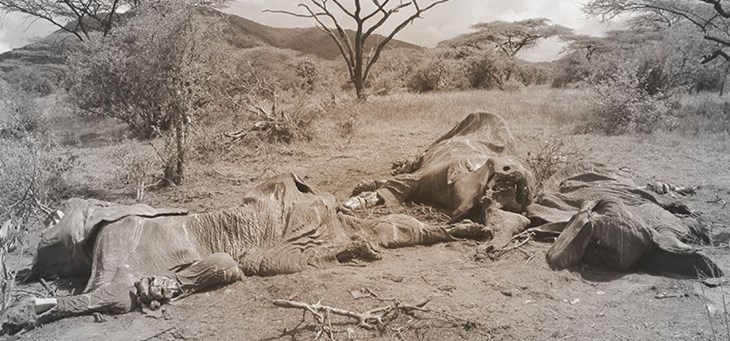 Wegen der Stoßzähne, dem begehrten Elfenbein, was gerade in Asien sehr begehrt ist, hat die Wilderei extrem zugenommen. 