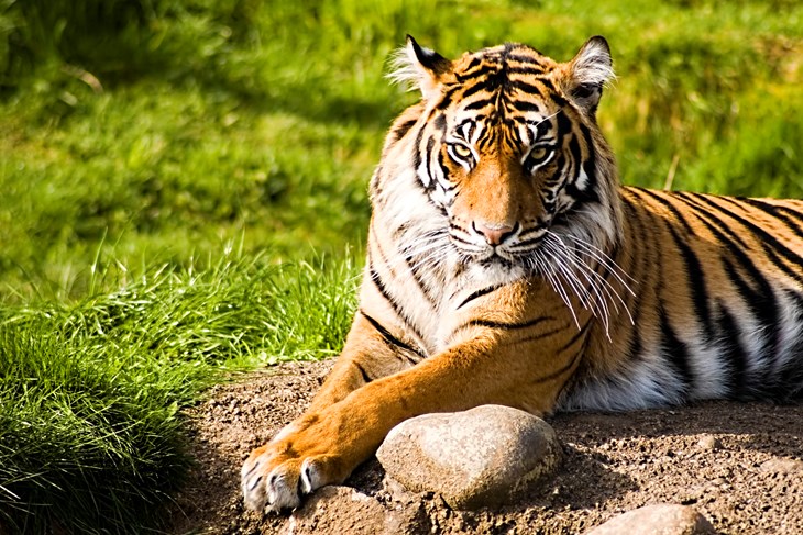Sumatra-Tiger sind hauptsächlich durch Wilderei, Lebensraumverlust und Rückgang ihrer Beutetiere bedroht.