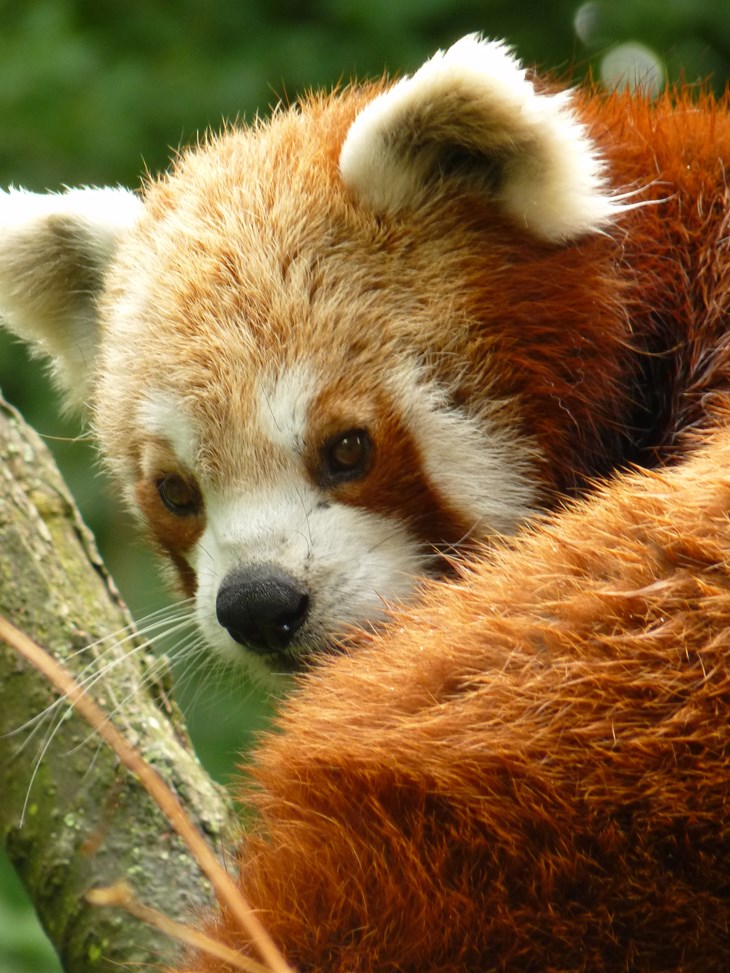 Kleiner Panda oder auch Katzenbär