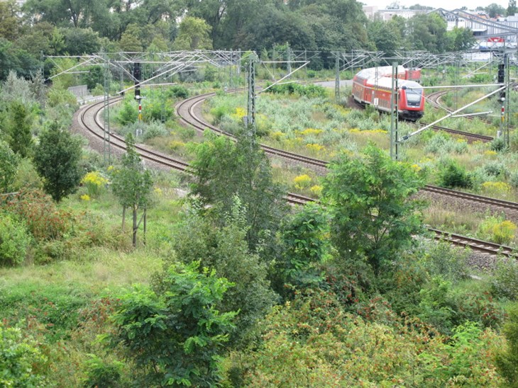 Stark unterschätzt - Natur im städtischen Bahnumfeld