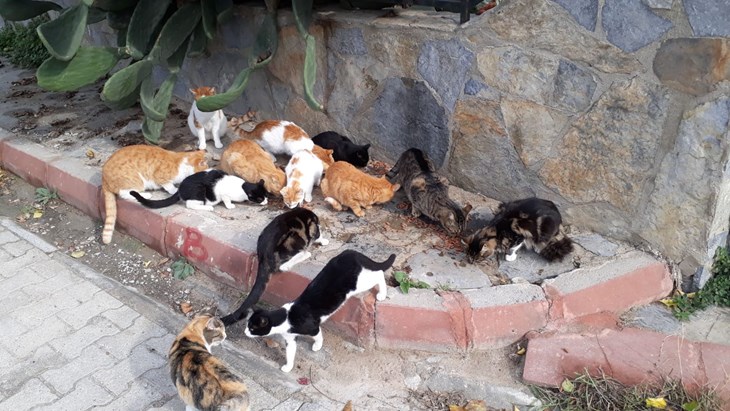 Fütterung von Straßenkatzen
