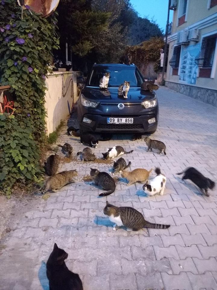 Fütterung von Straßenkatzen