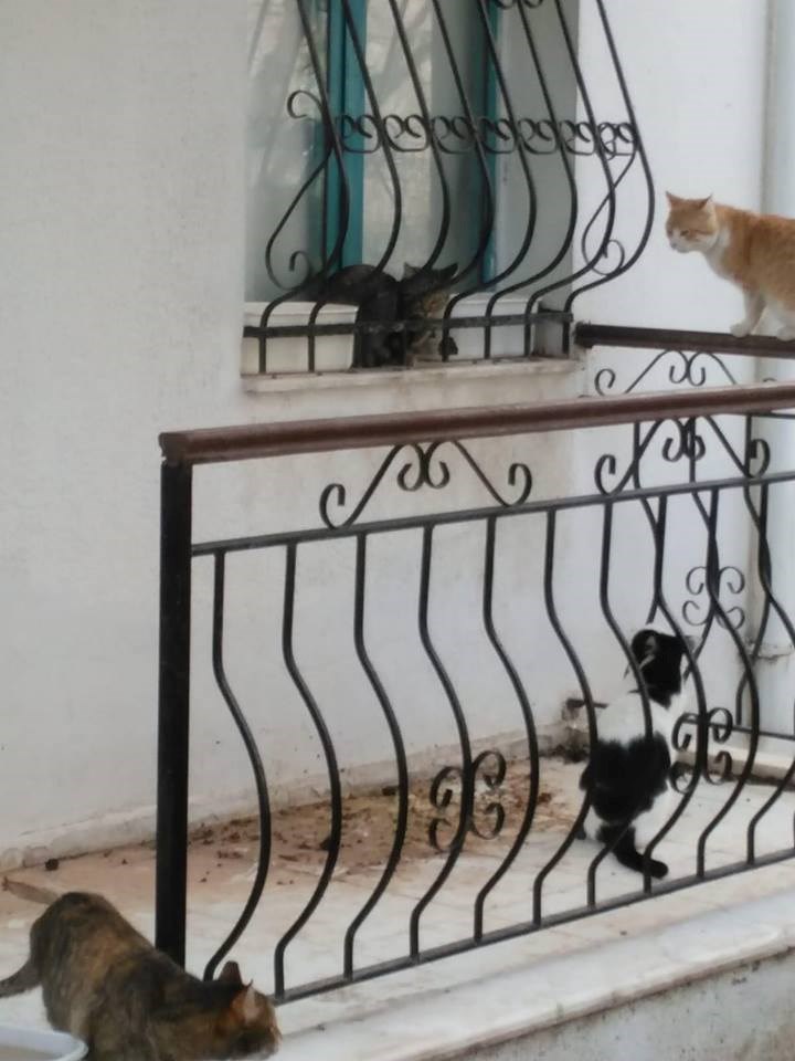 Eine Katze wird gleich von mehreren Katern belagert