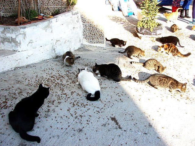 Fütterung von Straßenkatzen