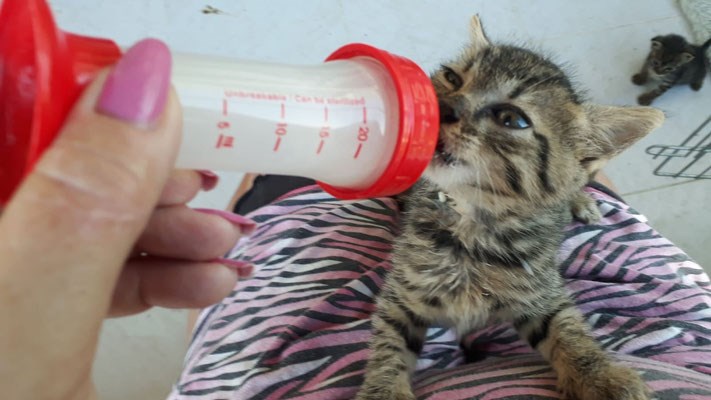 Fütterung eines Kitten