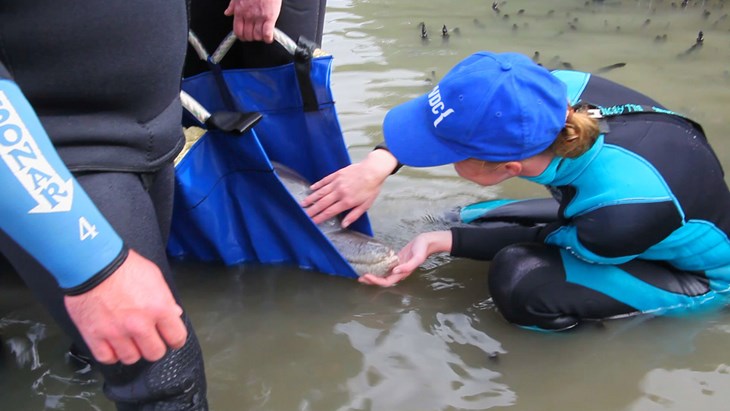 Whale and Dolphin Conservation GmbH