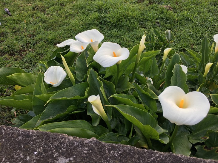 Blinden- und Sehbehindertenverband Württemberg e.V. Bild: Blumen in weiß