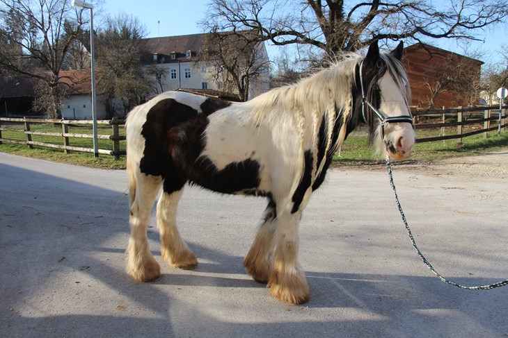 Pferd Paul