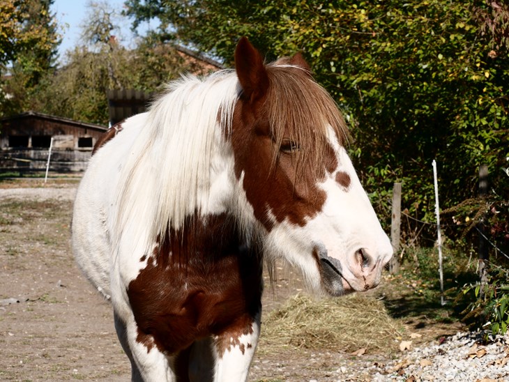 Pferd Hilde