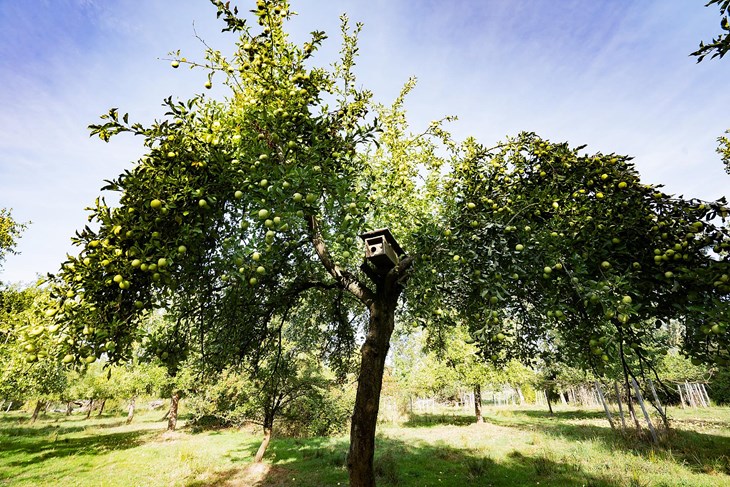 Streuobstwiese